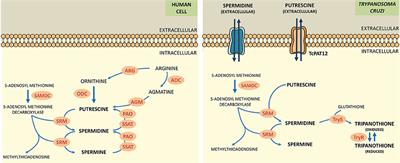 Cascade Ligand- and Structure-Based Virtual Screening to Identify New Trypanocidal Compounds Inhibiting Putrescine Uptake